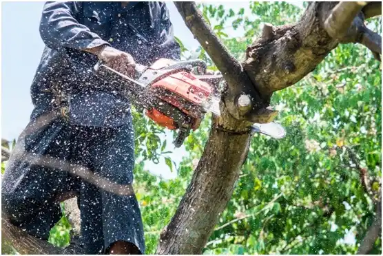 tree services Parkersburg